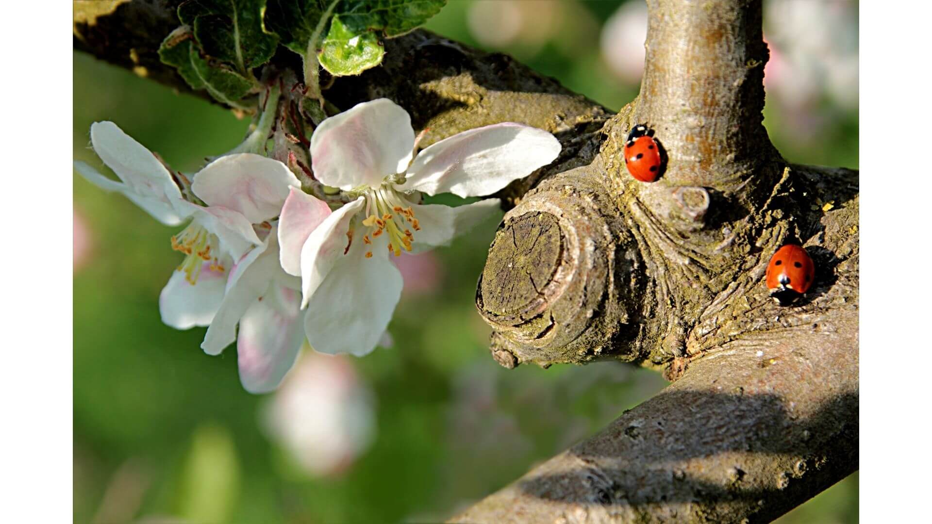 Coccinelles sur pommier en floraison. Leurs larves sont de grandes consommatrices de pucerons.